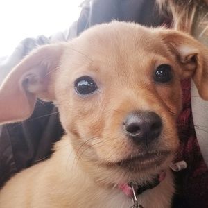 Meet your Posher, Crystal